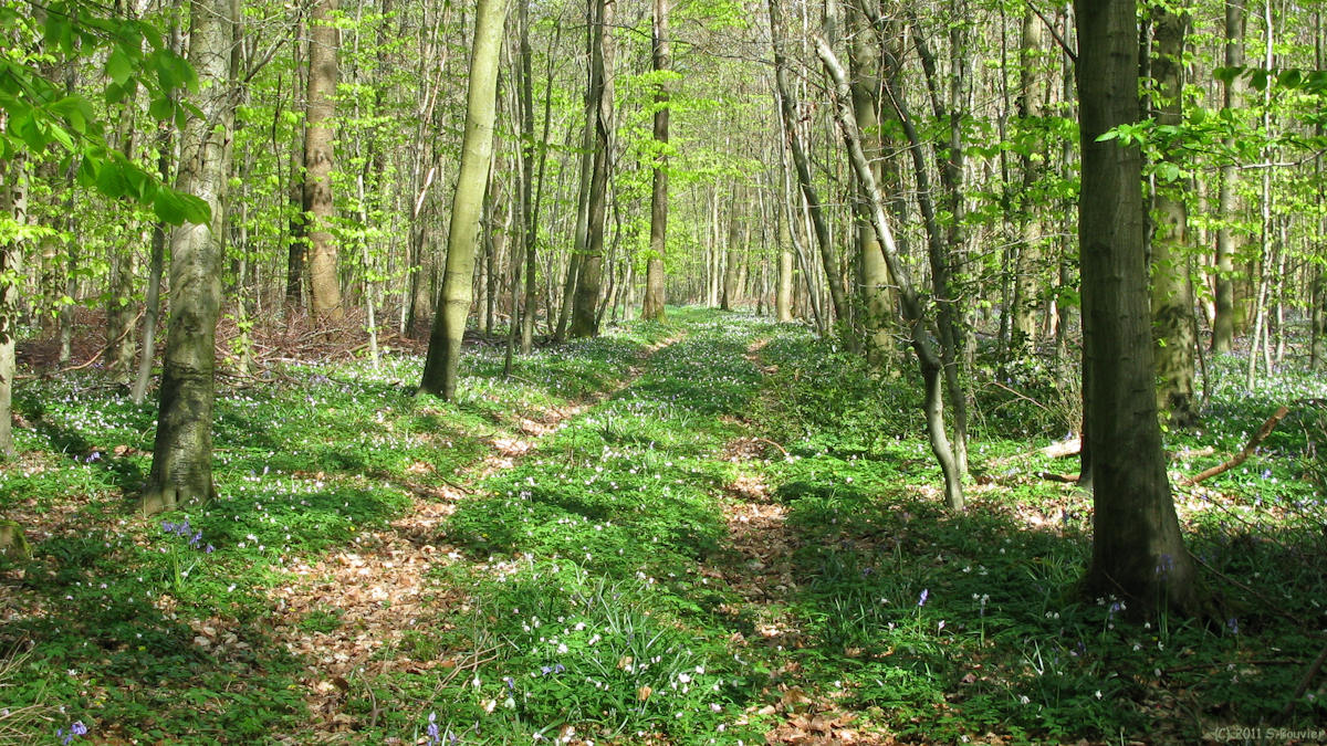Haute Forêt d'Eu (Fleurs 1)