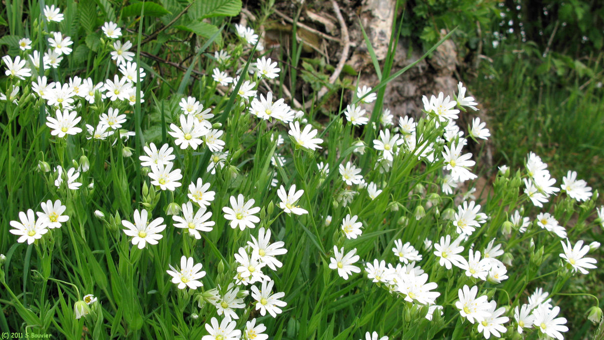 Preuseville (Stellaires Holostées 1)