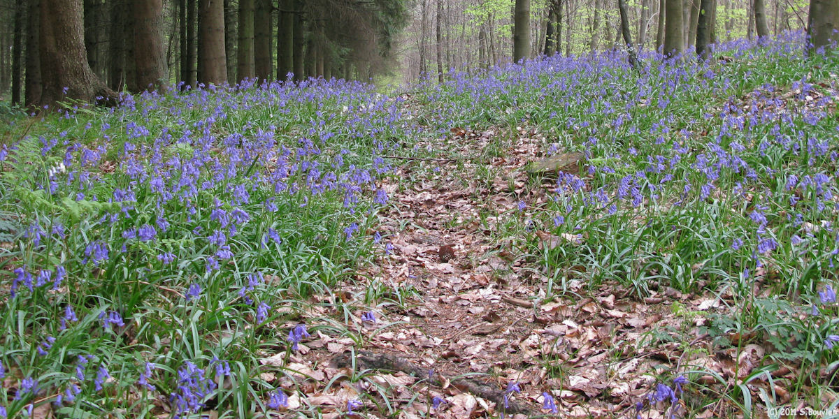 Haute Forêt d'Eu (Jacinthes 1)