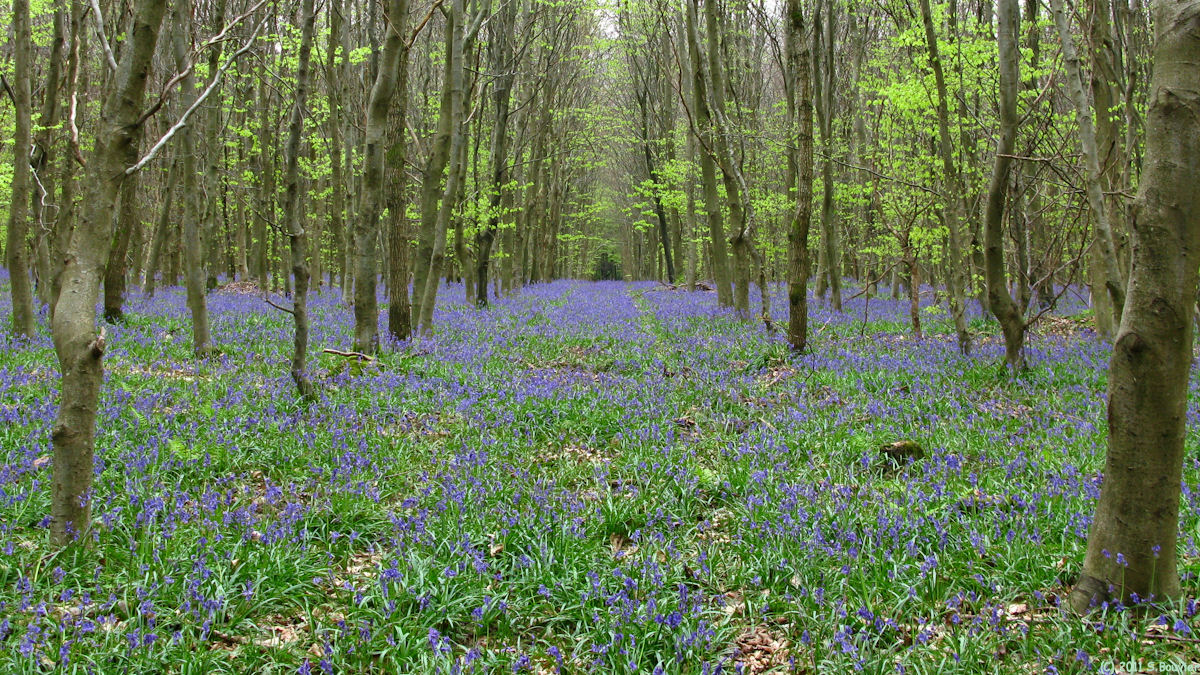 Haute Forêt d'Eu (Jacinthes 2)