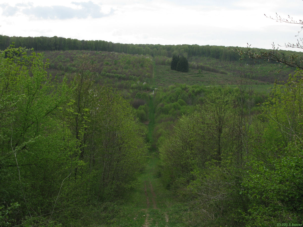 Haute Forêt d'Eu (Poteau)