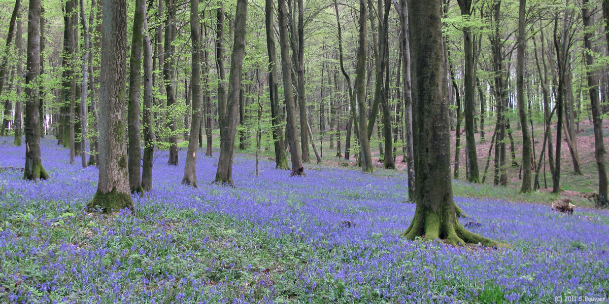 Haute Forêt d'Eu (Jacinthes 3)