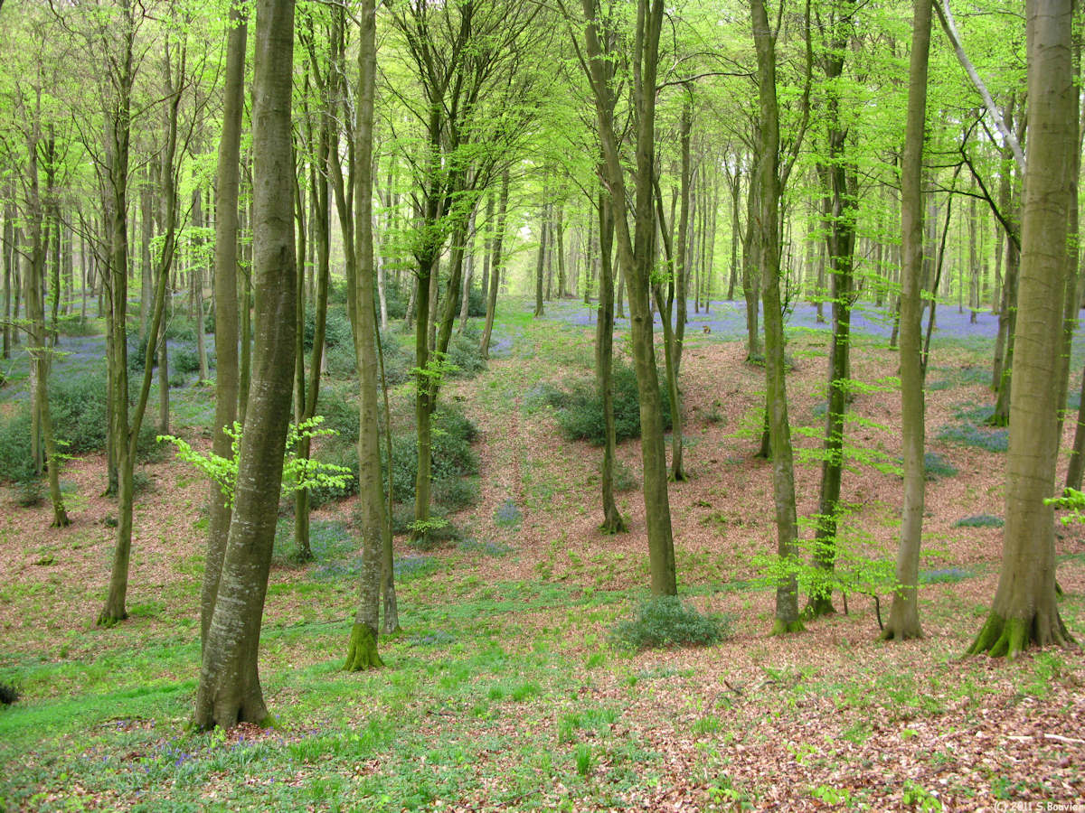 Haute Forêt d'Eu (Rte Clémentine)