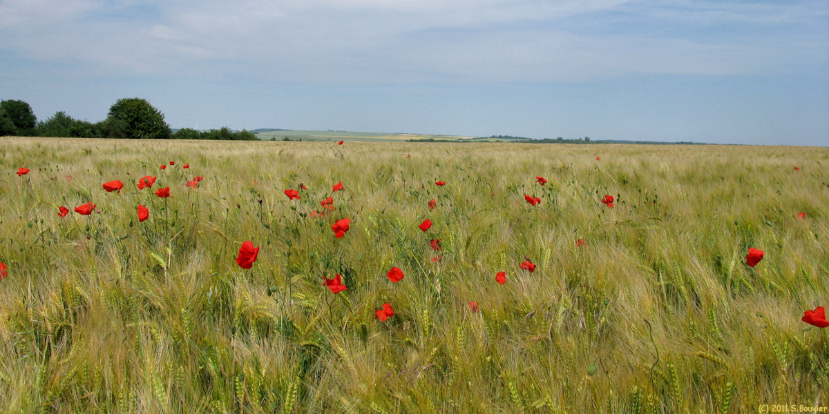 Folleville (Coquelicots)