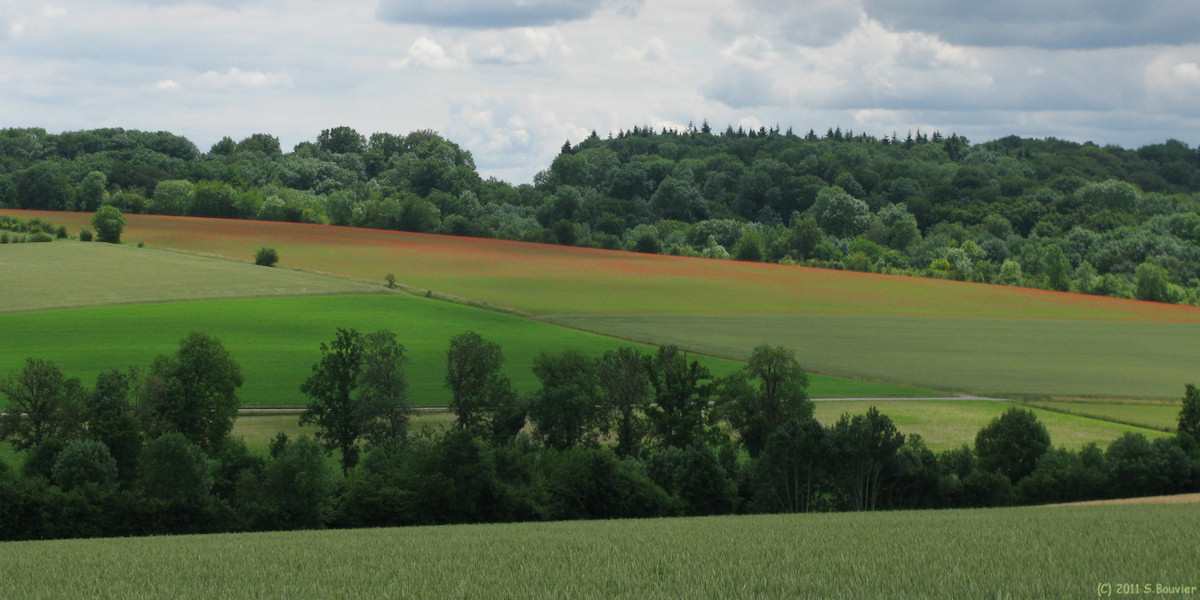 Oudeuil (Coquelicots)