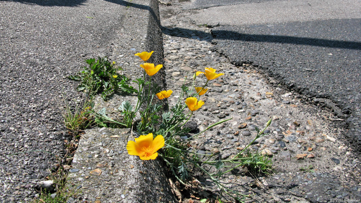 Dieppe (Fleur)