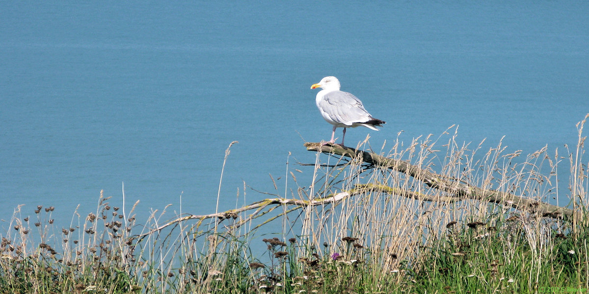 Criel sur Mer (Goéland)