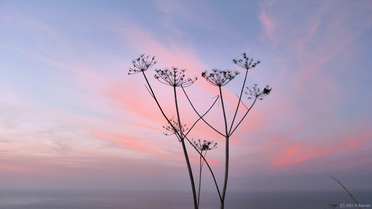Criel sur Mer (Fleur)