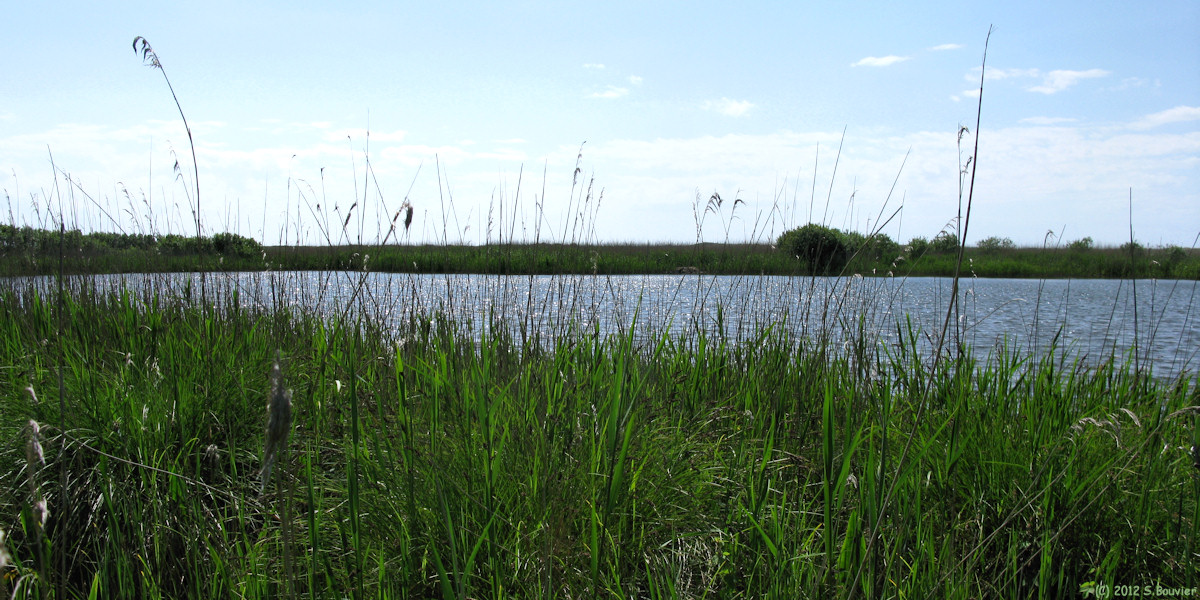St Quentin en Tourmont (Etang)