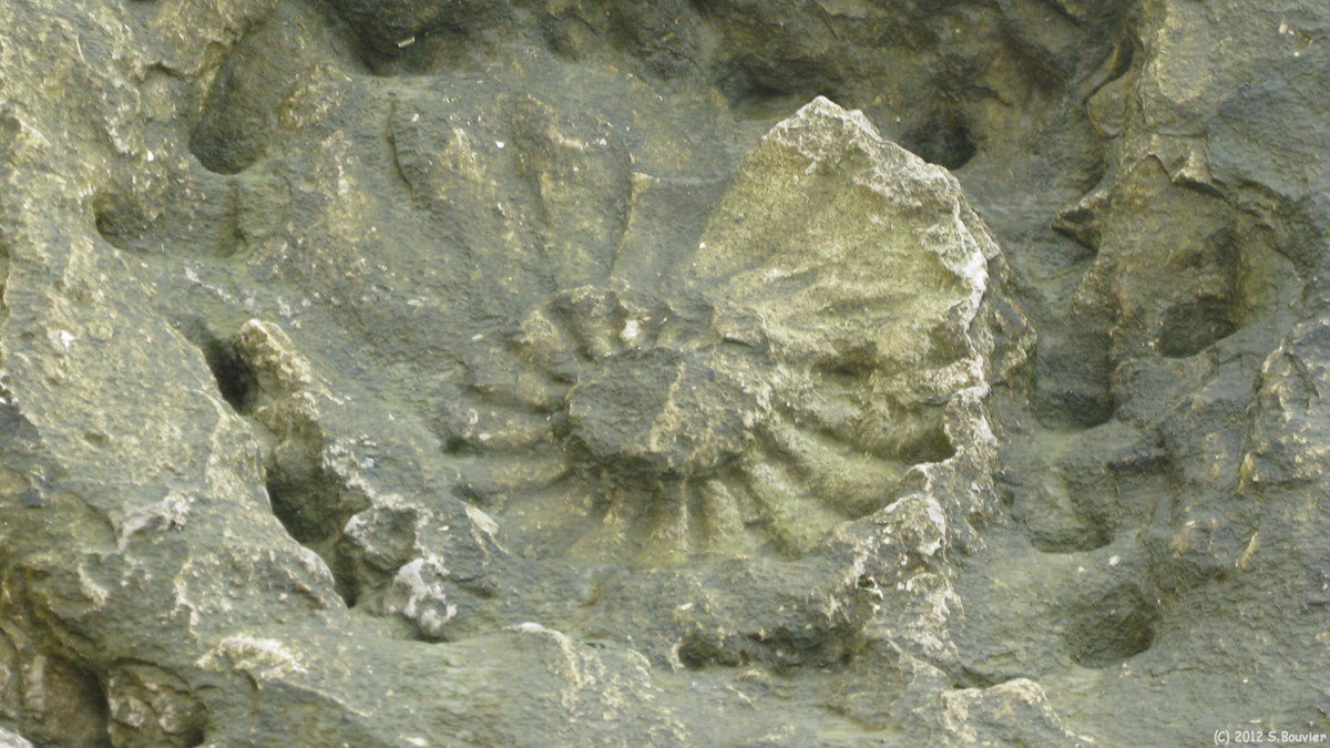 Sainte Adresse (Fossile)