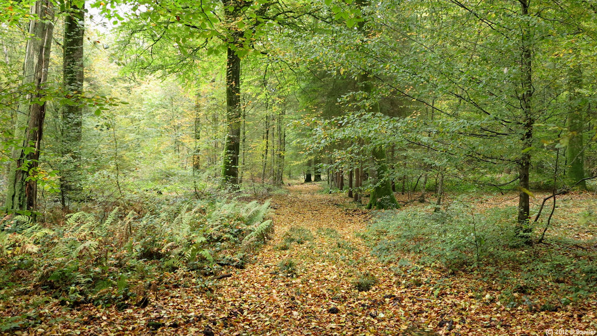 Forêt de Crécy (Layon 2)