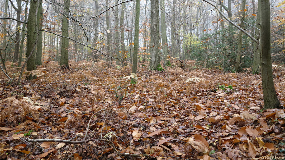 Villequier (Bois)