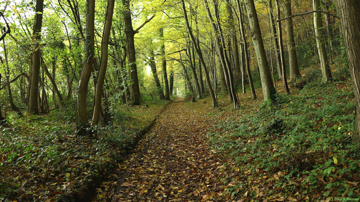 Norville (Bois 2)