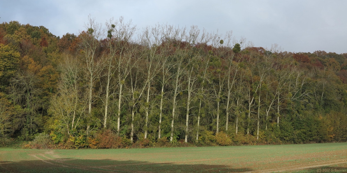 Norville (Bois 3)