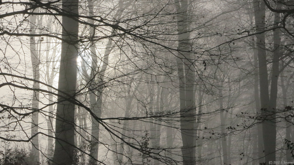 Forêt de Brotonne (Arbres)