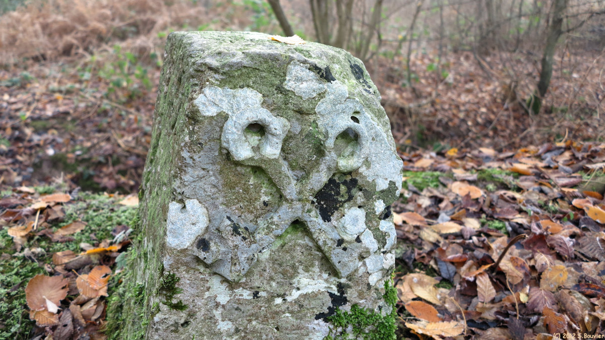 Forêt de Brotonne (Borne)