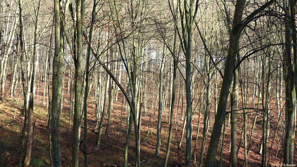 Forêt de Brotonne (Val du Furet 2)