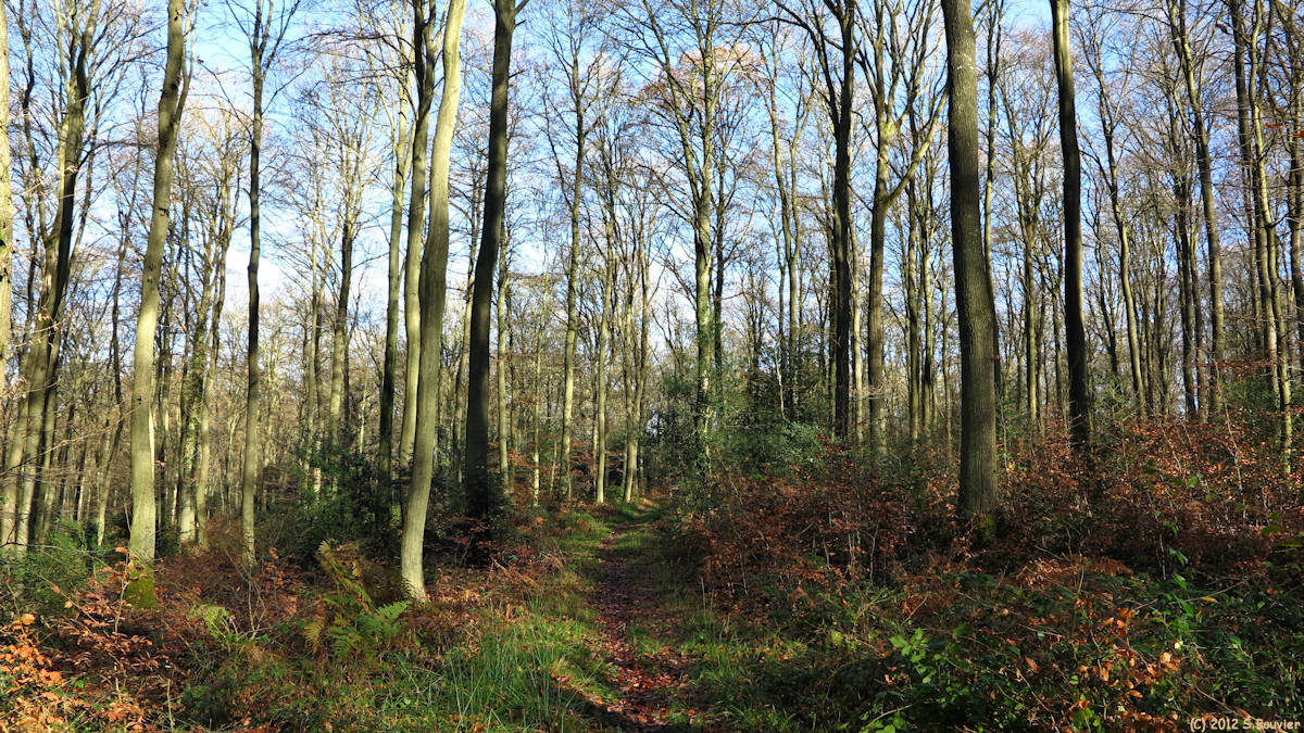 Forêt de Brotonne (Sentier 1)