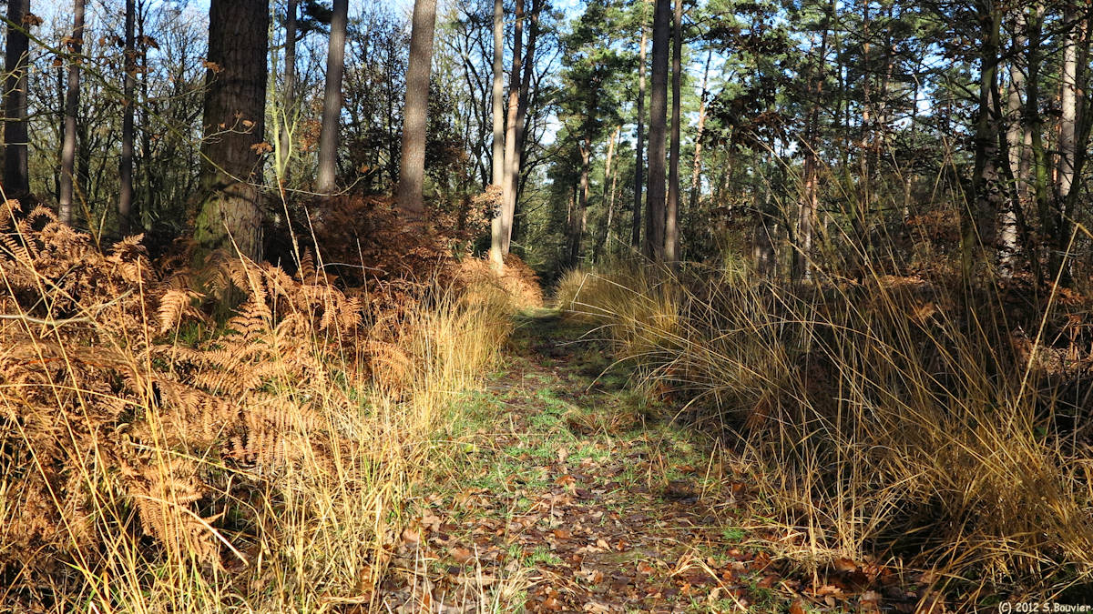 Forêt de Brotonne (Sentier 2)