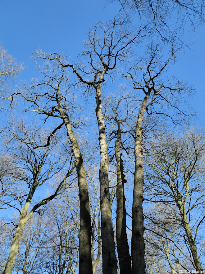Forêt de Brotonne (Chêne Cuve)