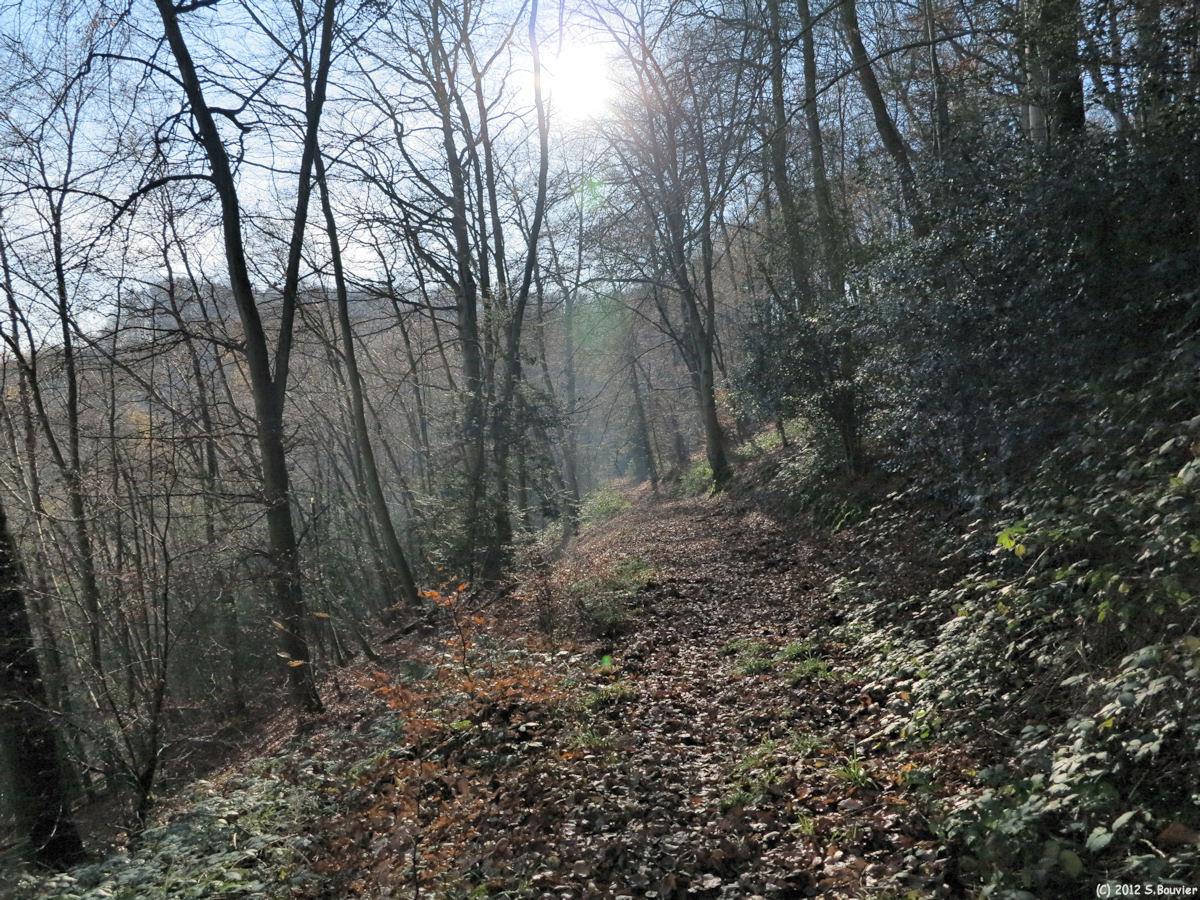 Forêt de Brotonne (Val Persil)
