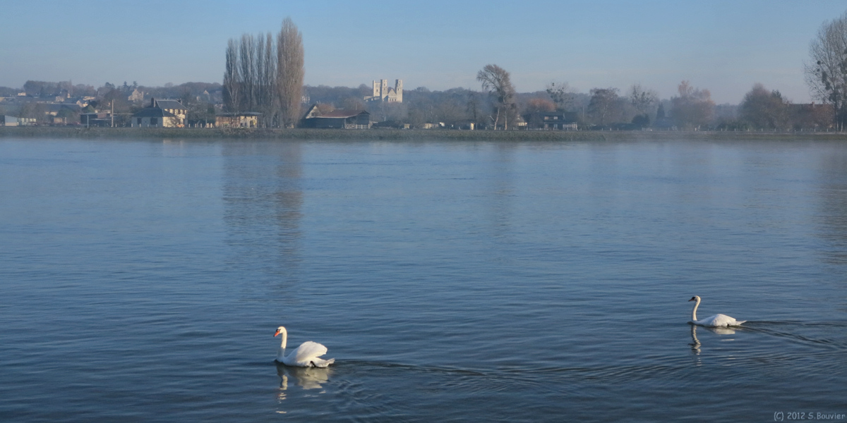 Jumièges (Cygnes)