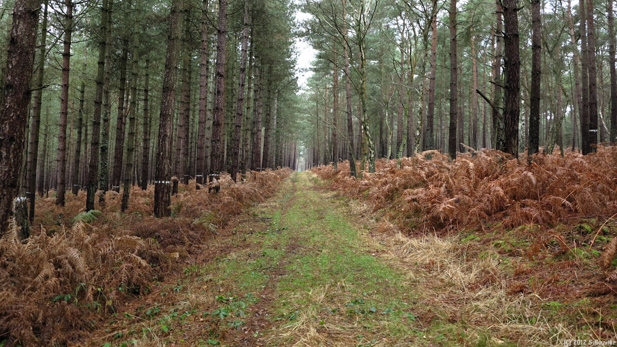 Forêt de Brotonne (6 mètres)