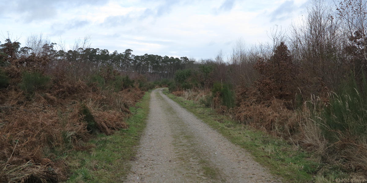 Forêt de Brotonne (Chemin 1)