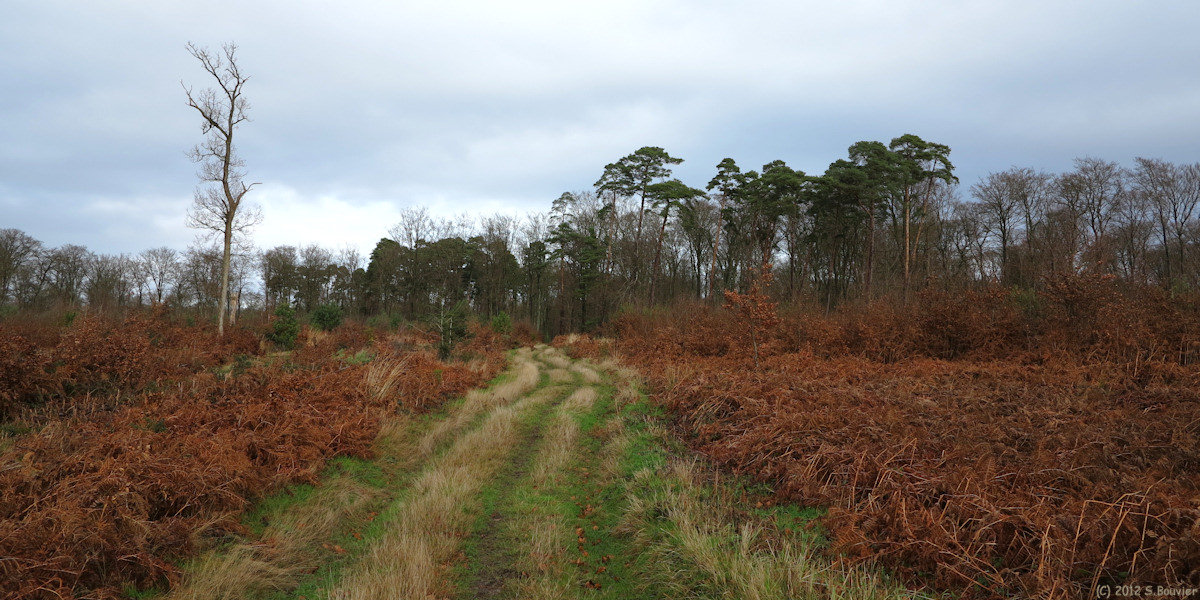 Forêt de Brotonne (Chemin 2)
