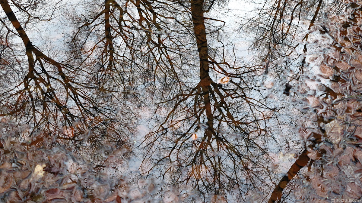 Forêt de Brotonne (Reflet)