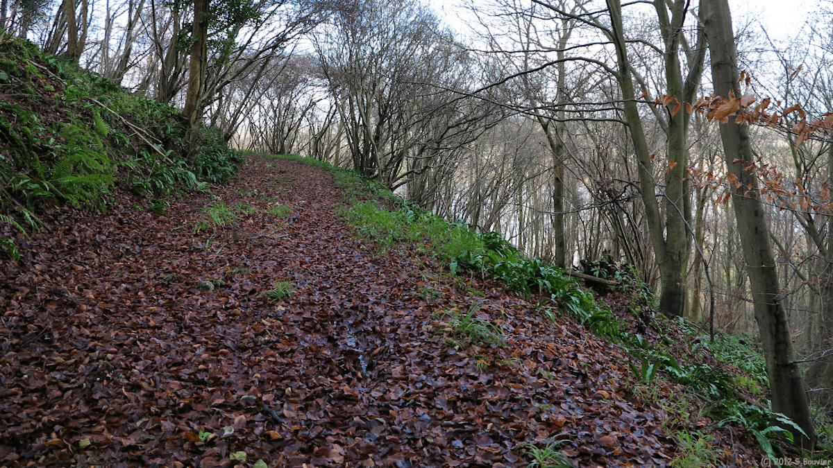 Forêt de Brotonne (Chemin 3)