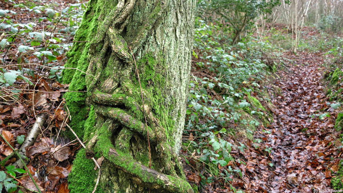 Sainte Opportune la Mare (Arbre)