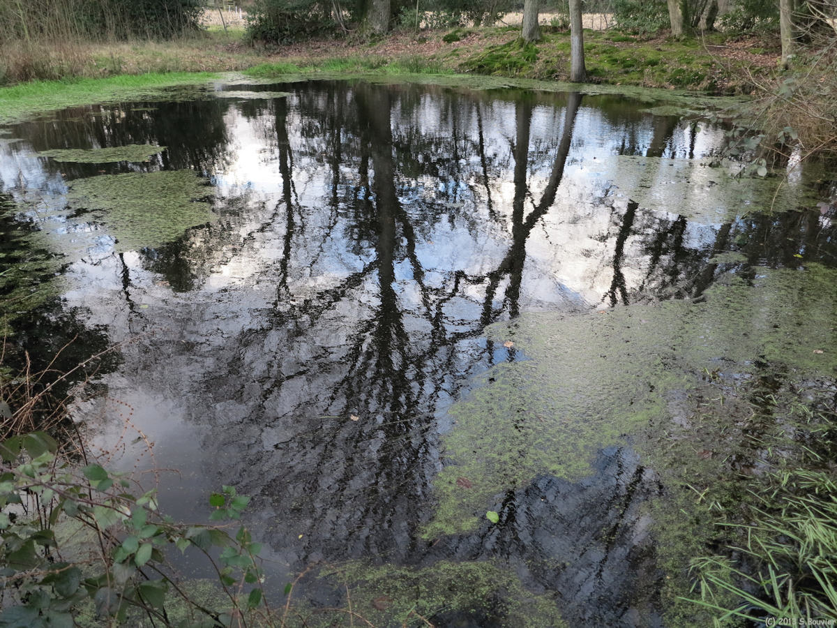 Fatouville-Grestain (Mare)