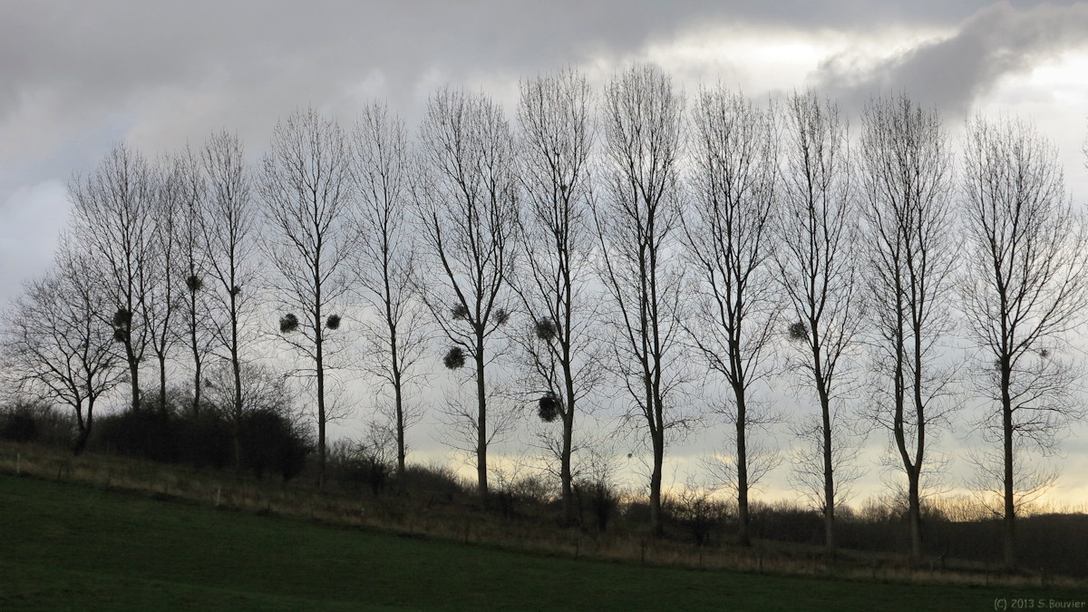 Méneslies (Rideau d'Arbres 1)