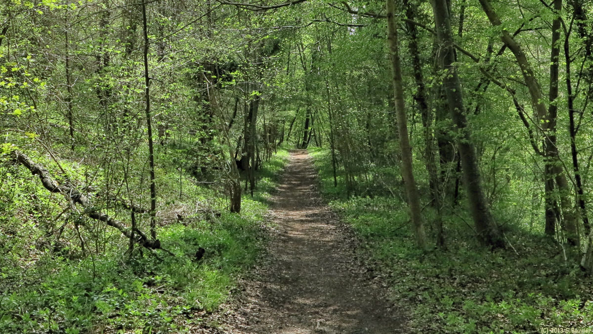 Forêt d'Eu (1)