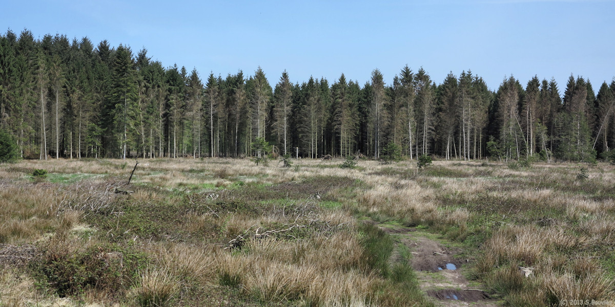 Forêt d'Eu (3)