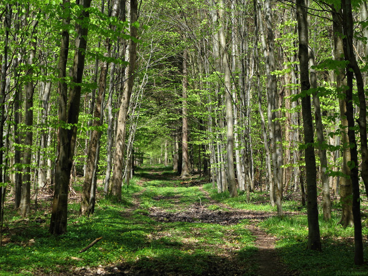 Forêt d'Eu (4)