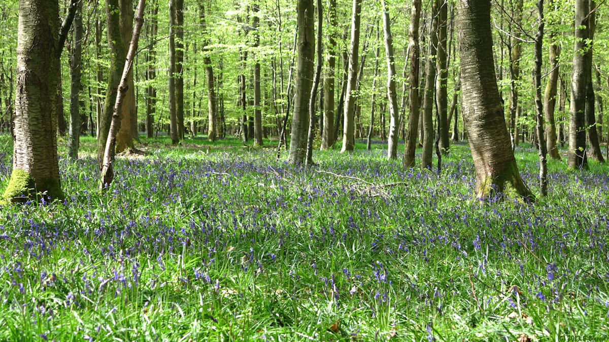 Forêt d'Eu (5)