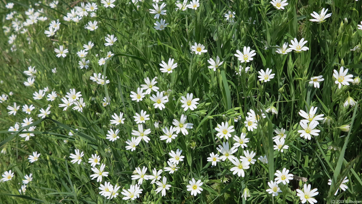 Monchy sur Eu (Fleurs)