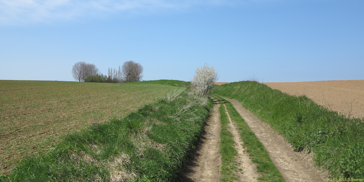 Monchy sur Eu (Mont à Cailleux 5)
