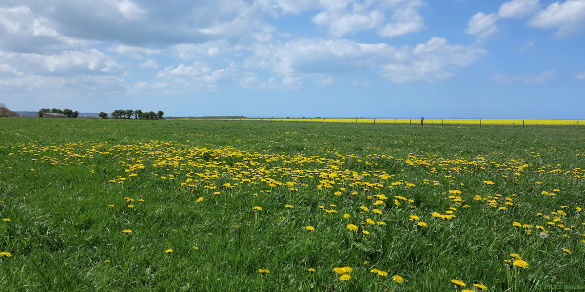 Bracquemont (Prairie)