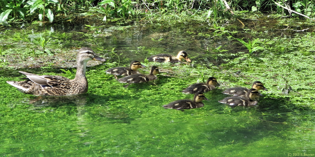 Abbeville (Canards)