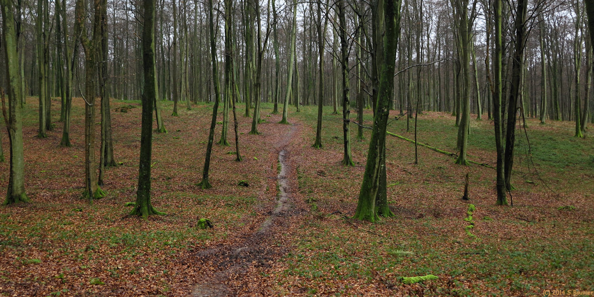 Forêt d'Eawy (Massif des Nappes 1)