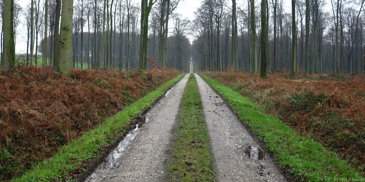 Forêt d'Eawy (Massif des Nappes 2)