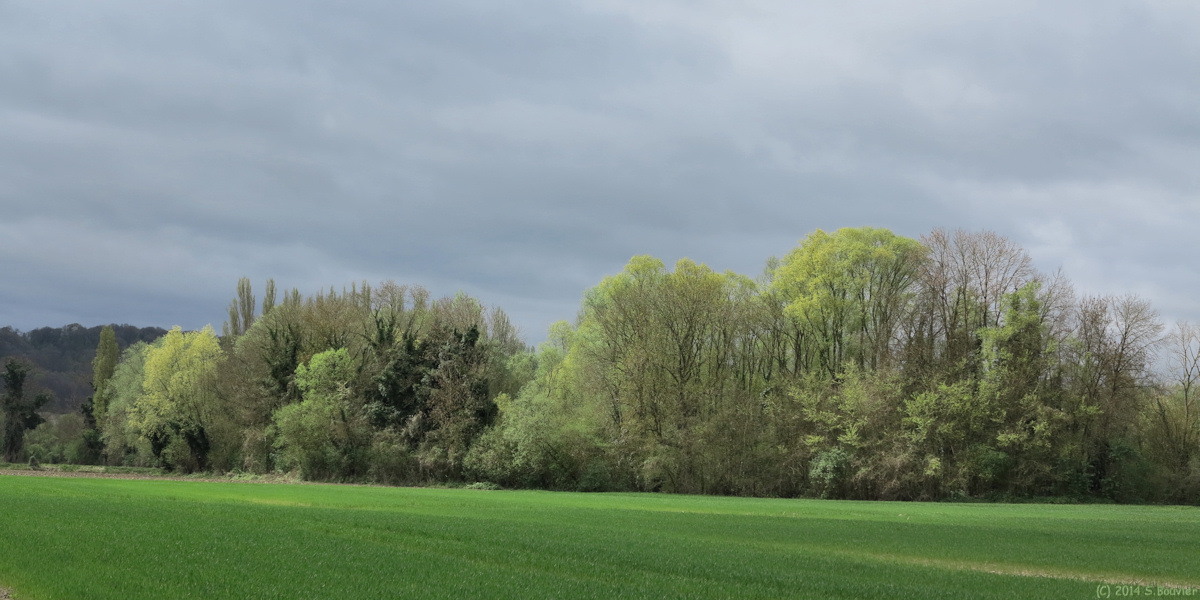 Yville sur Seine (Bois)