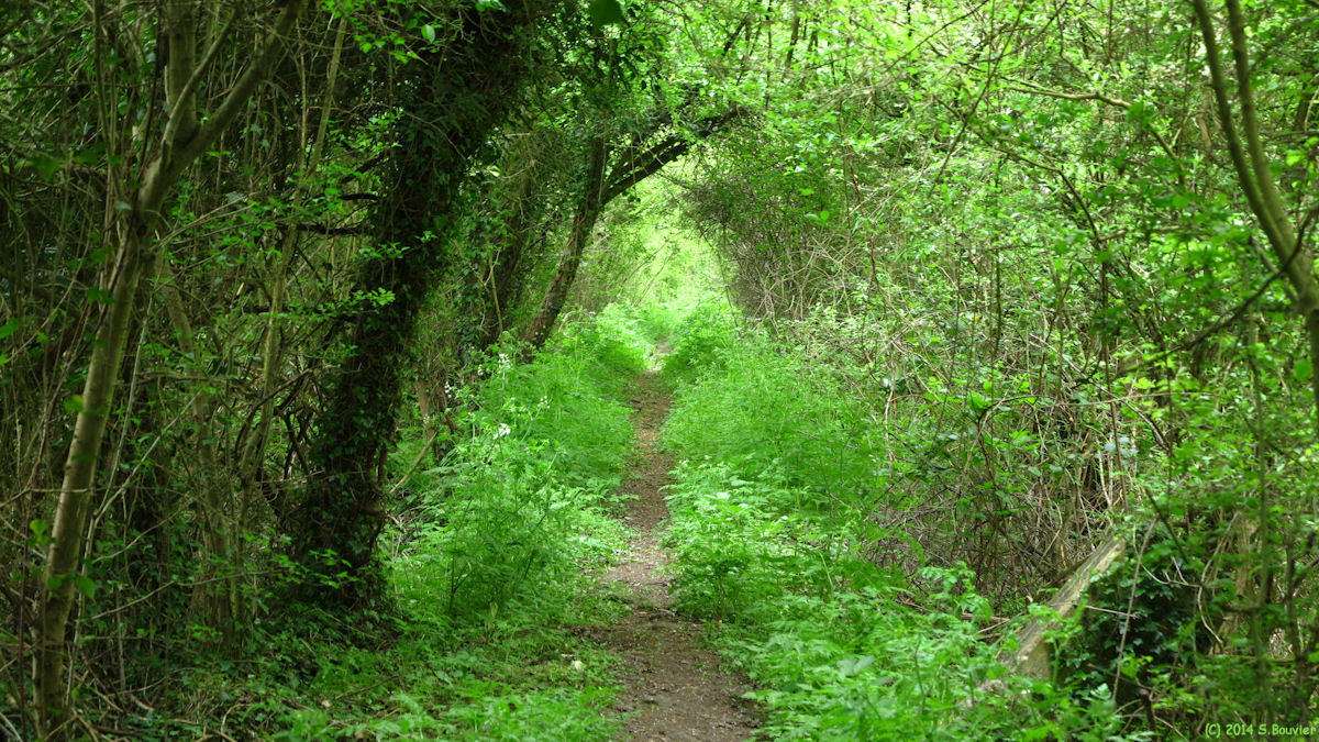 Bardouville (Sentier)