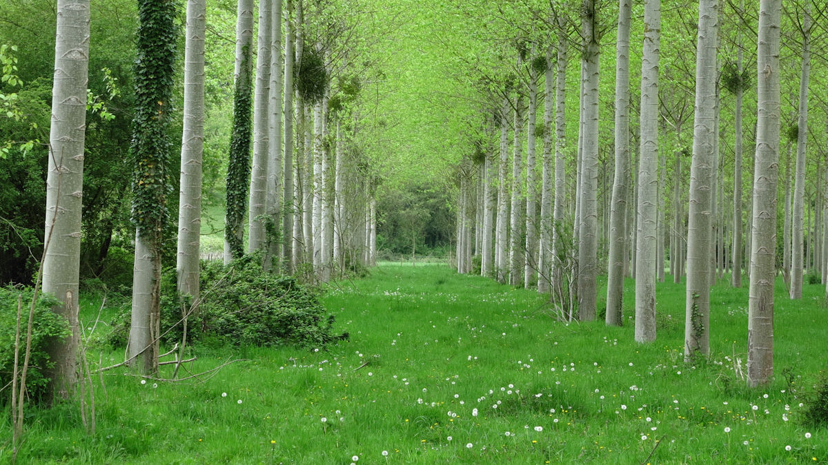 Bardouville (Peupleraie)