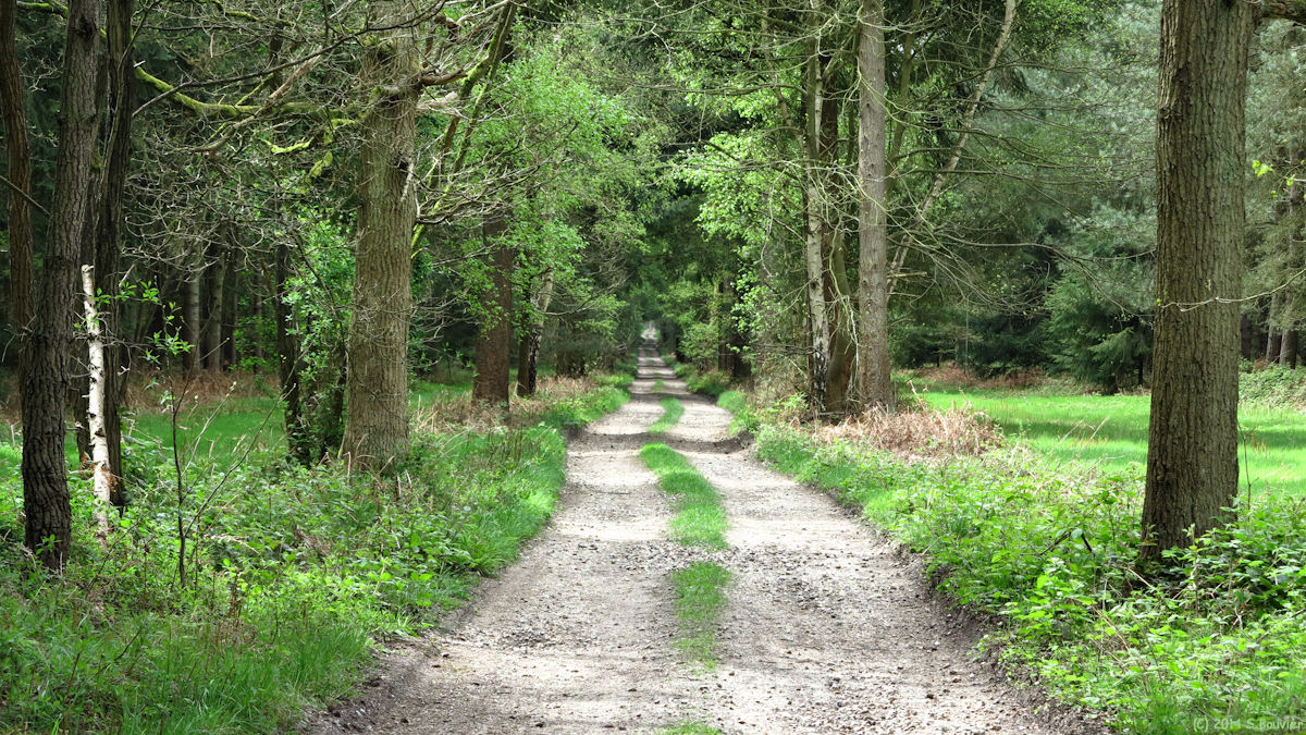 Mauny (Forêt 1)