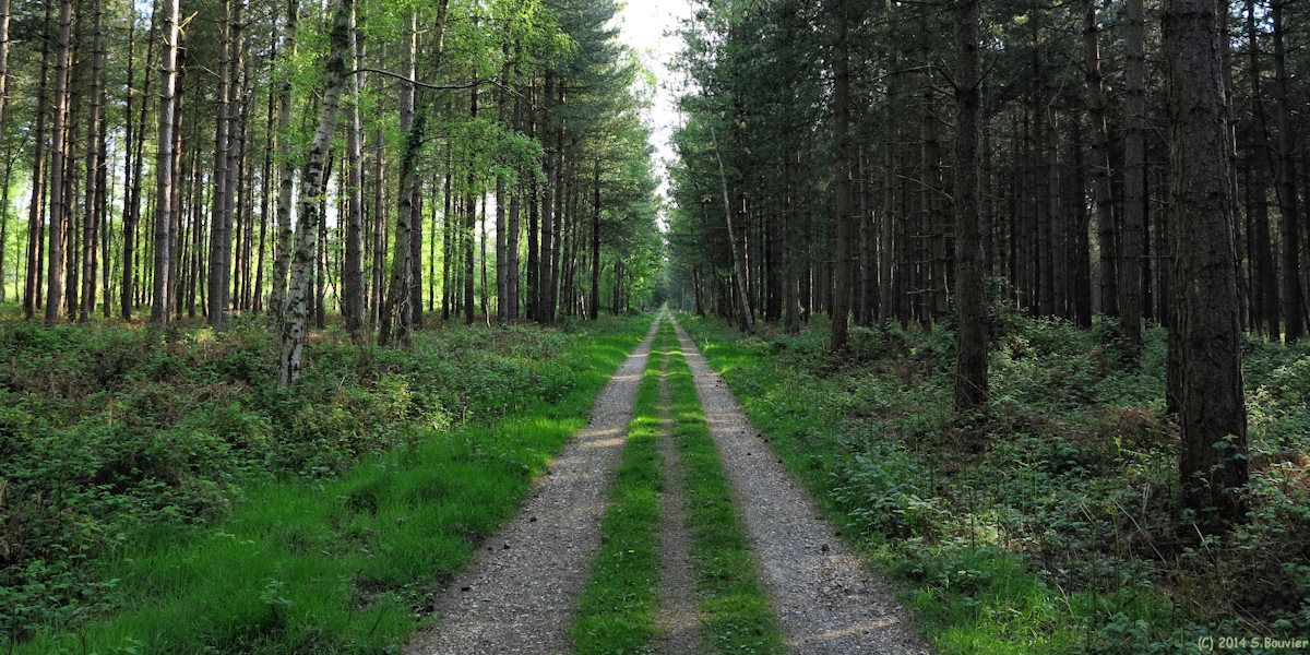 Forêt de Roumare (2)