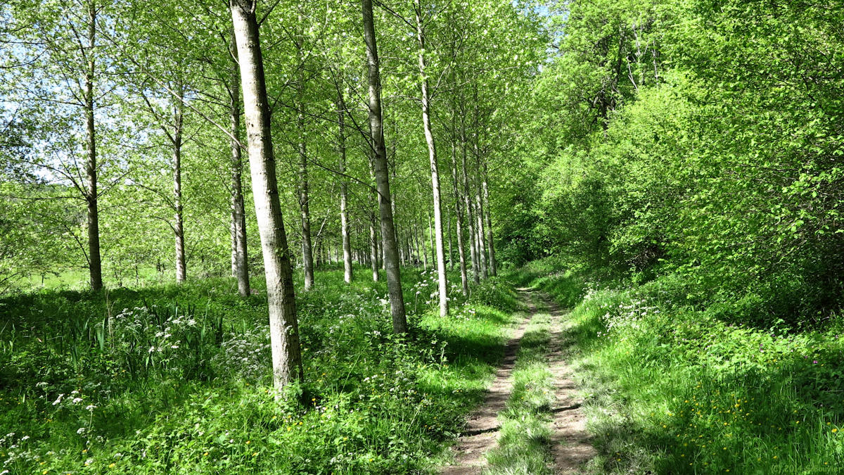 Val de Saâne (Chemin)